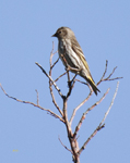 Pine Siskin 3803